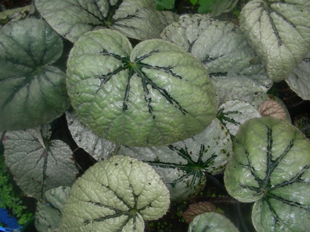 B. ‘Yorke’s Whitsunday’